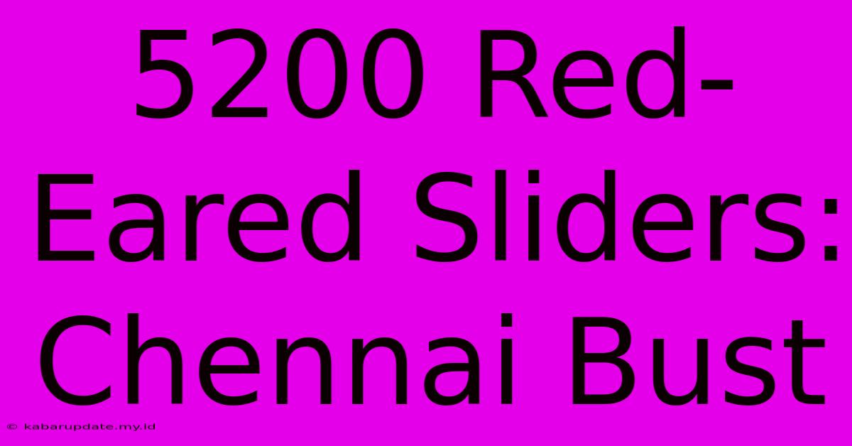 5200 Red-Eared Sliders: Chennai Bust