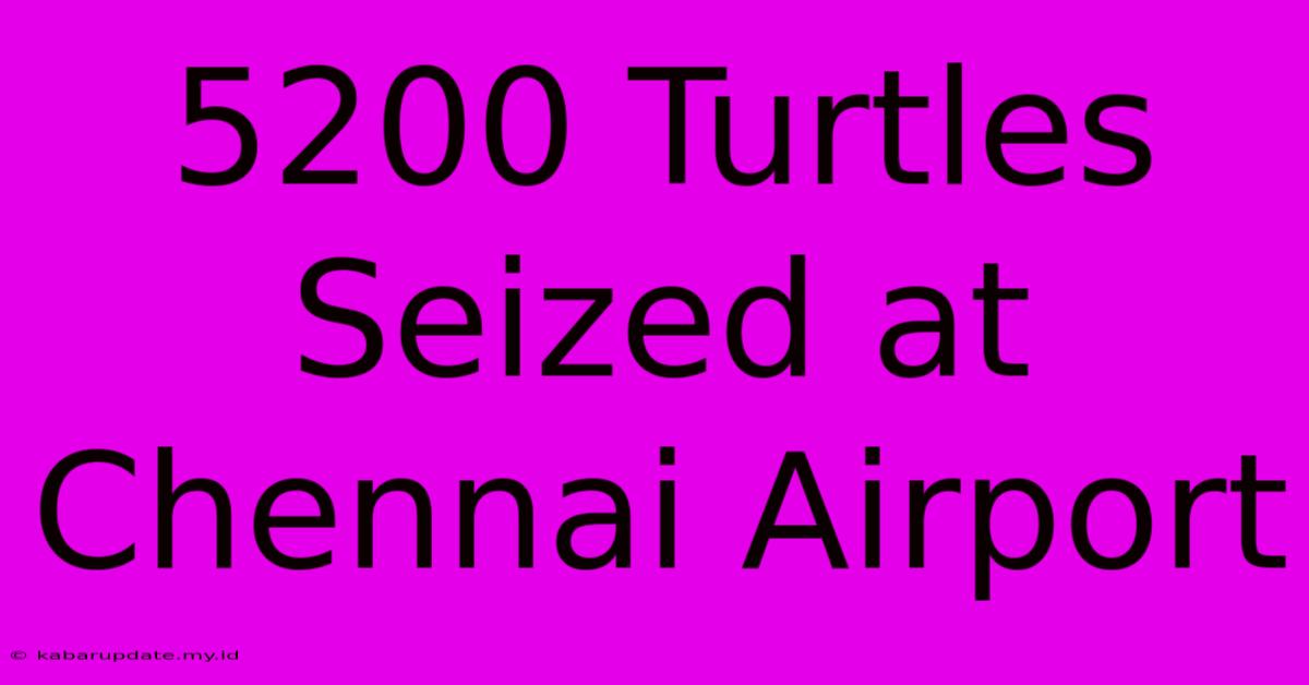 5200 Turtles Seized At Chennai Airport