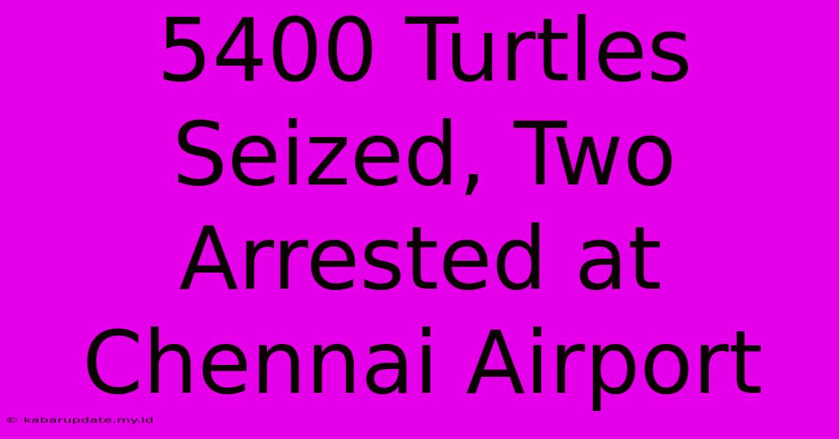 5400 Turtles Seized, Two Arrested At Chennai Airport