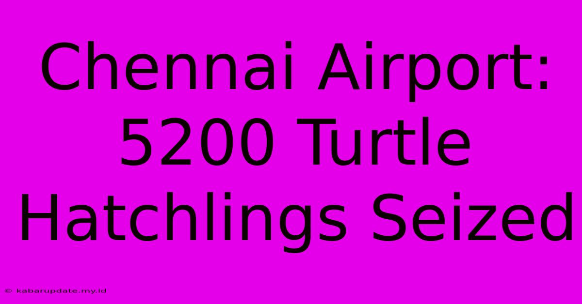 Chennai Airport: 5200 Turtle Hatchlings Seized