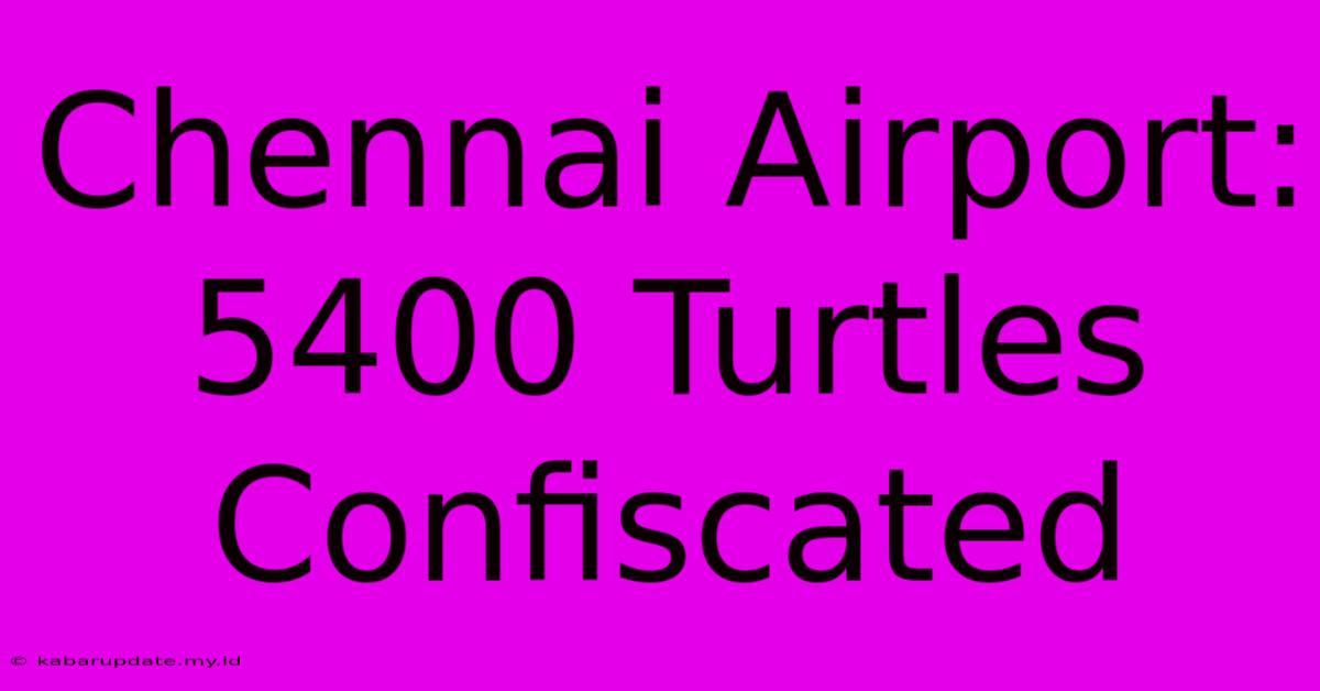 Chennai Airport: 5400 Turtles Confiscated