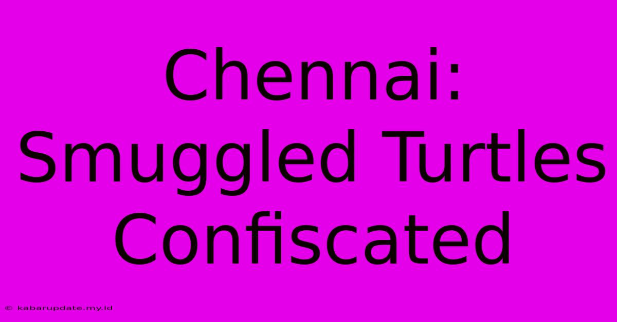 Chennai: Smuggled Turtles Confiscated