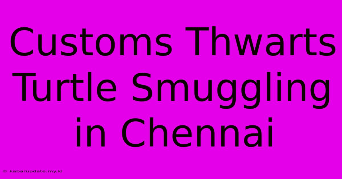 Customs Thwarts Turtle Smuggling In Chennai