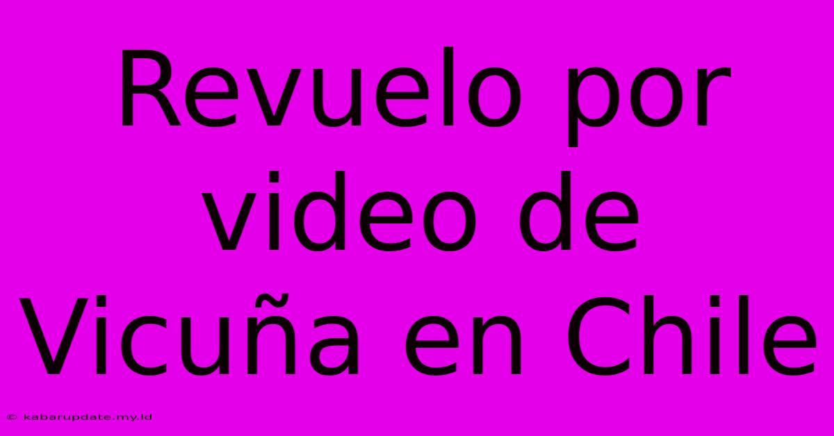 Revuelo Por Video De Vicuña En Chile