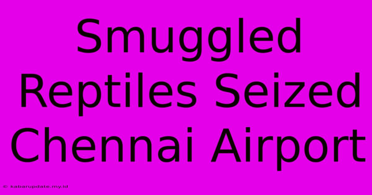 Smuggled Reptiles Seized Chennai Airport