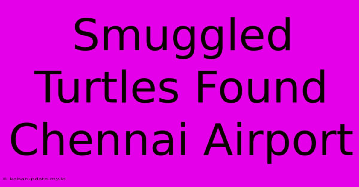 Smuggled Turtles Found Chennai Airport