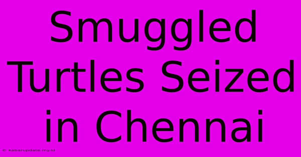 Smuggled Turtles Seized In Chennai