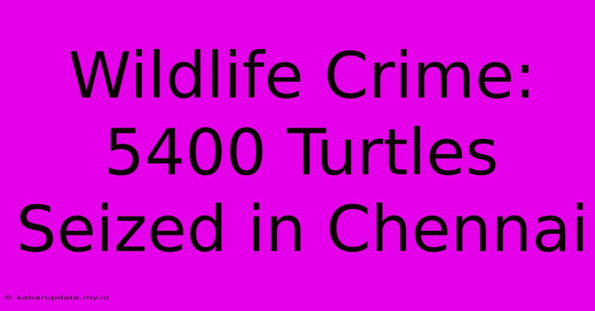 Wildlife Crime: 5400 Turtles Seized In Chennai